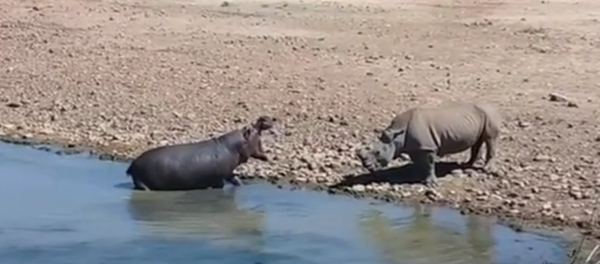 Hà mã tức giận dìm chết tê giác để bảo vệ nguồn nước - Sputnik Việt Nam