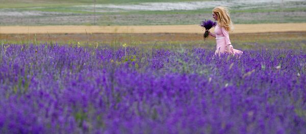 Nga, Crưm. Những khóm hoa Oải hương. - Sputnik Việt Nam