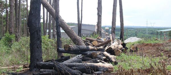Những vạt thông lớn do Công ty Nguyên Vũ bị đầu độc, đốn hạ để chiếm đất - Sputnik Việt Nam