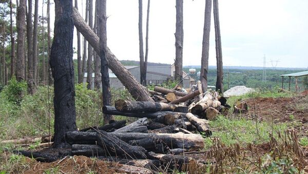 Những vạt thông lớn do Công ty Nguyên Vũ bị đầu độc, đốn hạ để chiếm đất - Sputnik Việt Nam