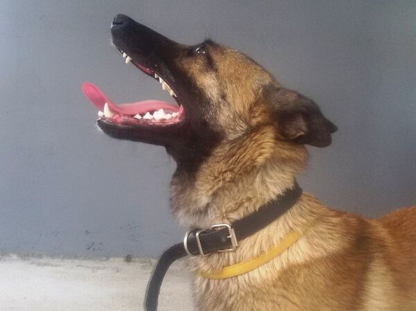 Chú chó Alpa Chú chó Alpa - Sputnik Việt Nam