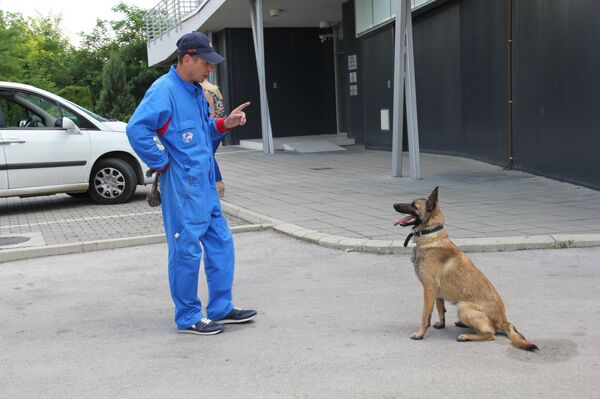 Chú chó Alpa Chú chó Alpa - Sputnik Việt Nam