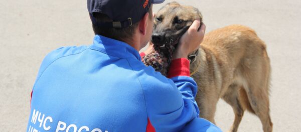 Chú chó Alpa Chú chó Alpa - Sputnik Việt Nam