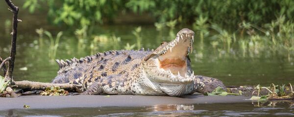 Cá sấu - Sputnik Việt Nam