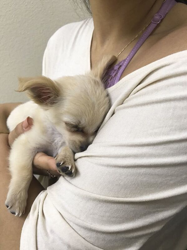 Chú cún Chewy - Sputnik Việt Nam