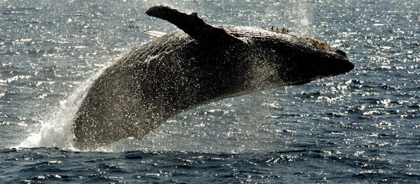 Cá voi mũi nhọn bơi trên bề mặt khu vực đảo Hawaii - Sputnik Việt Nam