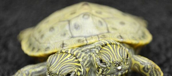Rùa hai đầu - Sputnik Việt Nam
