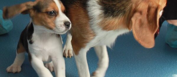 Chó Lun Lun Chó Lun Lun - Sputnik Việt Nam