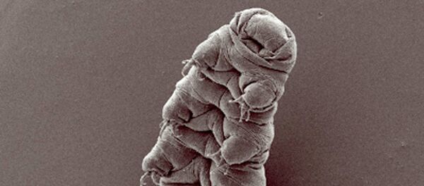 Gấu nước - Sputnik Việt Nam