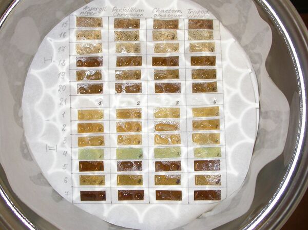 thí nghiệm với tổ hợp sinh học phân hủy trên cơ sở nhựa polyethylene - Sputnik Việt Nam