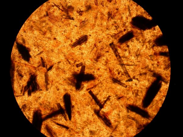 thí nghiệm với tổ hợp sinh học phân hủy trên cơ sở nhựa polyethylene - Sputnik Việt Nam