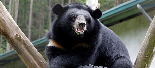 Gấu ngựa tại Trung tâm Cứu hộ gấu Tam Đảo, Việt Nam - Sputnik Việt Nam