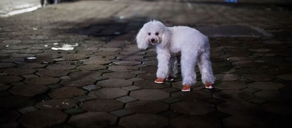 Chó con mang bốt dạo phố, Hà Nội - Sputnik Việt Nam