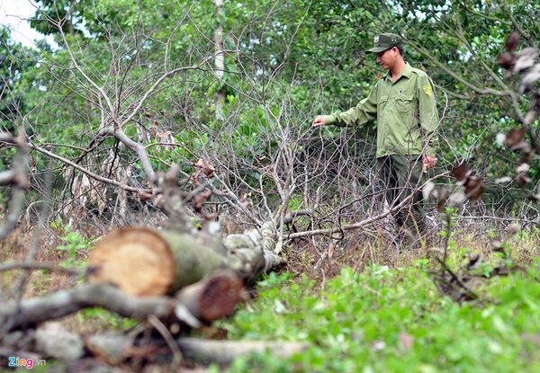 Phát hiện cây chết - Sputnik Việt Nam