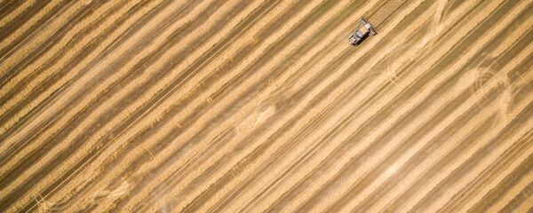 Thu hoạch lúa mì ở vùng Krasnodar Thu hoạch lúa mì ở vùng Krasnodar - Sputnik Việt Nam