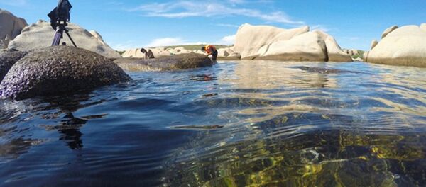 Hệ sinh thái của Khu Bảo tồn thiên nhiên Hòn Cau khó tránh bị ảnh hưởng trước quyết định cho phép nhấn chìm bùn, chất rắn - Sputnik Việt Nam
