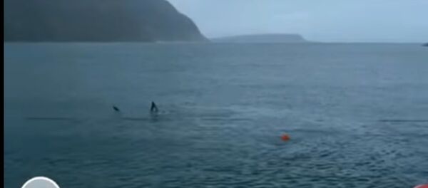 Vận động viên bơi lội lừng danh nhất lịch sử không vượt được cá mập trắng - Sputnik Việt Nam