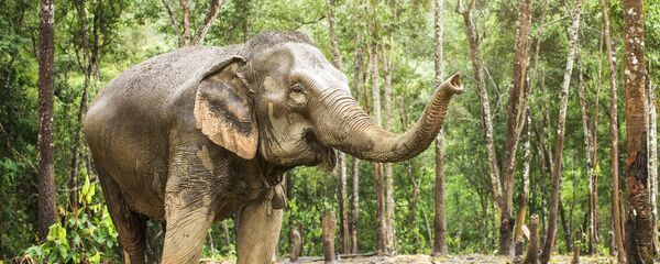 Con voi - Sputnik Việt Nam