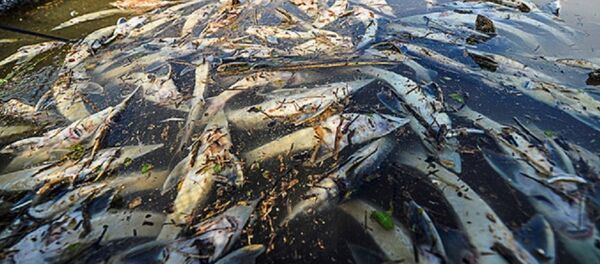 Thủy điện Hòa Bình xả lũ khiến hơn 400 tấn cá của người dân bị chết - Sputnik Việt Nam