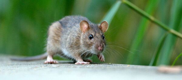 chuột - Sputnik Việt Nam