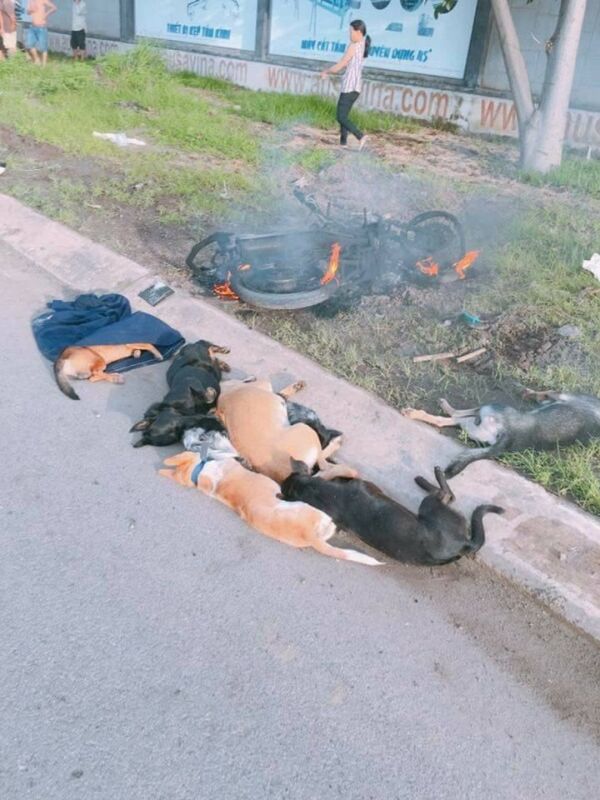 Người dân phát hiện hai thanh niên này đã trộm 7 chú chó. - Sputnik Việt Nam