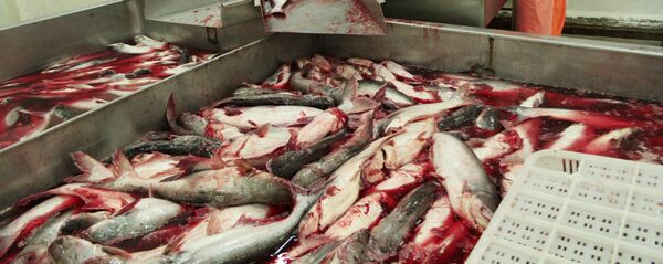 Giai đoạn đầu của việc chế biến cá tra xuất khẩu tại một doanh nghiệp chế biến thủy sản ở Hậu Giang Giai đoạn đầu của việc chế biến cá tra xuất khẩu tại một doanh nghiệp chế biến thủy sản ở Hậu Giang - Sputnik Việt Nam