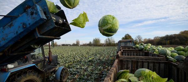 Thu hoạch bắp cải ở tỉnh Novosibirsk - Sputnik Việt Nam