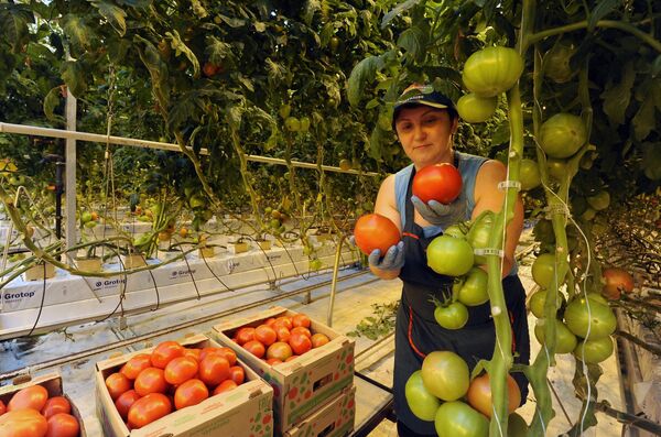 Nữ nông trang thu hoạch cà chua trong Xí nghiệp nông sản Churilovo tại tỉnh Chelyabinsk. - Sputnik Việt Nam