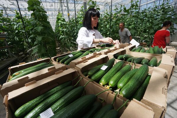 Nhân viên tổ hợp nhà kính Rostovsky trên một khu trồng dưa chuột ở tỉnh Rostov. - Sputnik Việt Nam