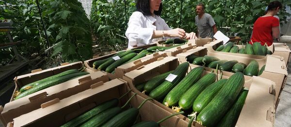 Nhân viên tổ hợp nhà kính Rostovsky trên một khu trồng dưa chuột ở tỉnh Rostov. - Sputnik Việt Nam