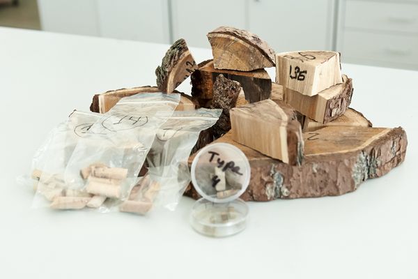 Các nhà khoa học Nga tìm thấy dấu vết nóng lên toàn cầu trong cây tuyết tùng Tây Tạng Các nhà khoa học Nga tìm thấy dấu vết nóng lên toàn cầu trong cây tuyết tùng Tây Tạng - Sputnik Việt Nam