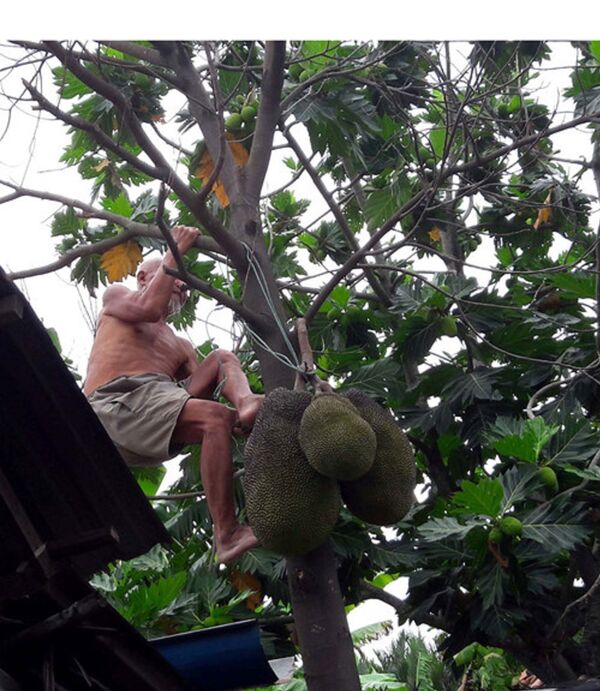 Cụ Nô thoăn thoắt leo cây, ràng lại mấy trái mít - Sputnik Việt Nam