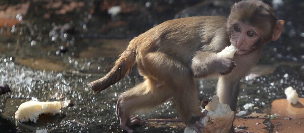 con khỉ ăn bánh mì - Sputnik Việt Nam