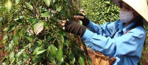 Giá hồ tiêu đang trong tình trạng trồi sụt bất thường. - Sputnik Việt Nam