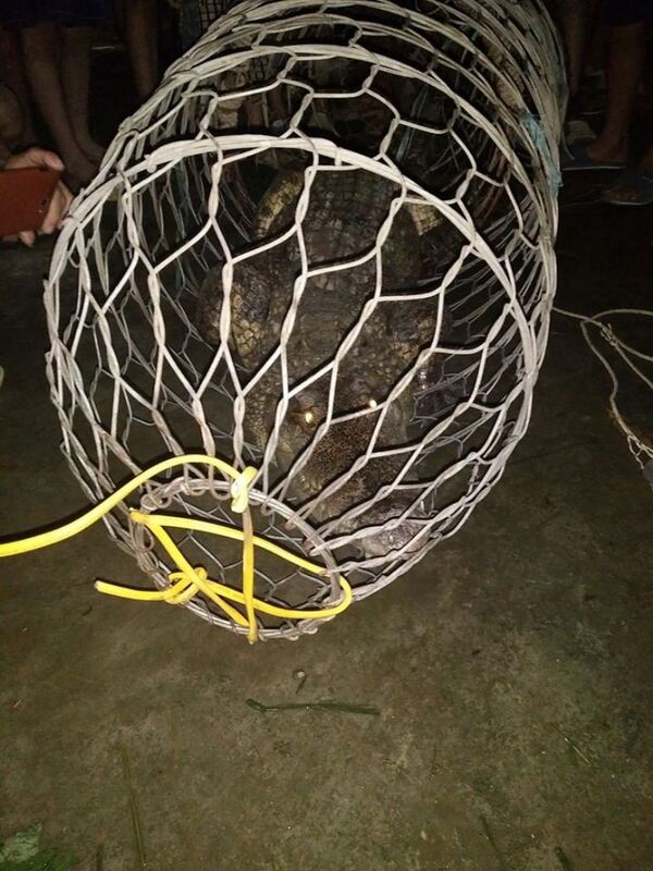 Người dân bắt được con cá sấu lớn trên sông Tích. - Sputnik Việt Nam