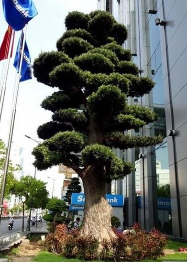 Cây tùng cổ thụ đặt trước hội sở Sacombank. Cây tùng cổ thụ đặt trước hội sở Sacombank. - Sputnik Việt Nam