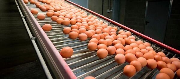 Mới đây, các cơ quan chức năng của Hong Kong đã phát hiện ra một lượng lớn trứng được nhập khẩu từ Hà Lan bị nhiễm thuốc trừ sâu. - Sputnik Việt Nam