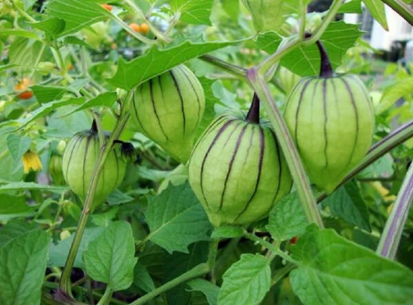 Quả dại tầm bóp sang Nhật giá 700.000 đồng/kg - Sputnik Việt Nam