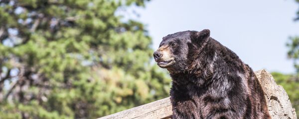 con  gấu - Sputnik Việt Nam
