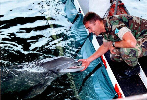 Cá heo quân sự của Hải quân Mỹ, năm 1998 - Sputnik Việt Nam