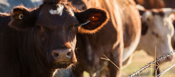 Con bò - Sputnik Việt Nam