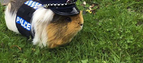 Chuột lang được cảnh sát nhận làm nhân viên - Sputnik Việt Nam