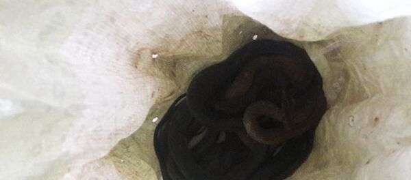 Bao tải chứa đầy rắn được phát hiện vào tối ngày 29/8 khiến cả tổ 9, phường Tân Chính (quận Thanh Khê, TP Đà Nẵng) hoang mang. - Sputnik Việt Nam