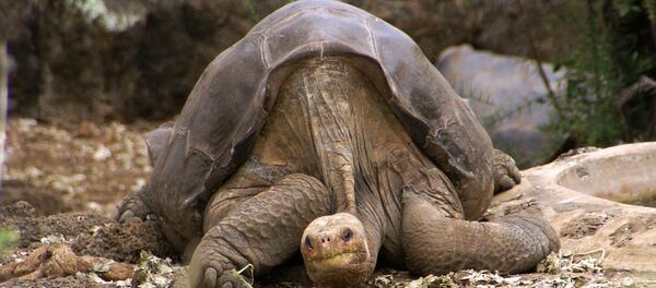 con rùa con rùa - Sputnik Việt Nam