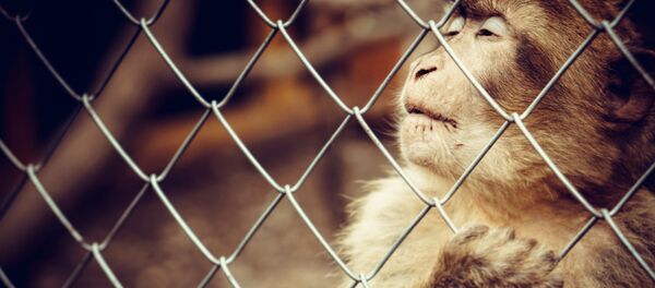 Обезьяна в клетке - Sputnik Việt Nam