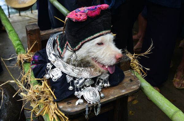 Chó mặc áo đội mũ ngồi kiệu trong lễ hội thờ Cẩu thần ở làng quê Trung Quốc  - Sputnik Việt Nam