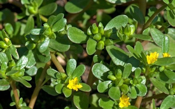 Nhiều người chẳng mặn mà với loại rau dại này mà không biết rằng đây là siêu thực phẩm - Sputnik Việt Nam