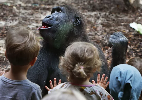 Trong thế giới động vật. Đức. Trẻ em xem con tinh tinh-gorilla, cư dân Vườn thú thành phố Frankfurt. Trong thế giới động vật. Đức. Trẻ em xem con tinh tinh-gorilla, cư dân Vườn thú thành phố Frankfurt. - Sputnik Việt Nam