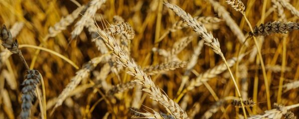 Lúa mì ở Nga - Sputnik Việt Nam