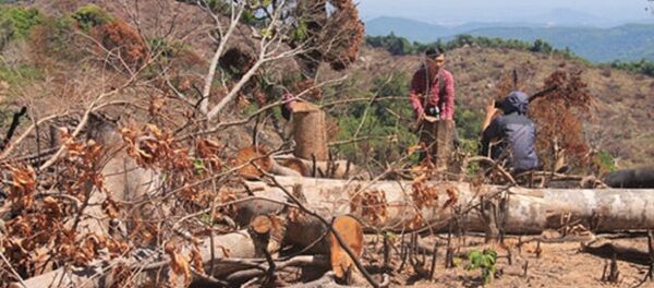 Những cánh rừng bị tàn phá không thương tiếc Những cánh rừng bị tàn phá không thương tiếc - Sputnik Việt Nam